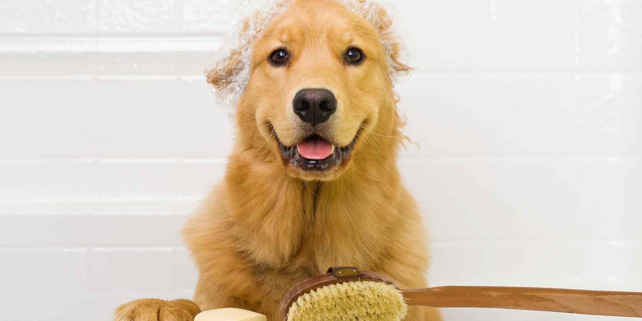 Les avantages du pet sitting : Offrez à votre animal de compagnie le meilleur soin pendant votre absence