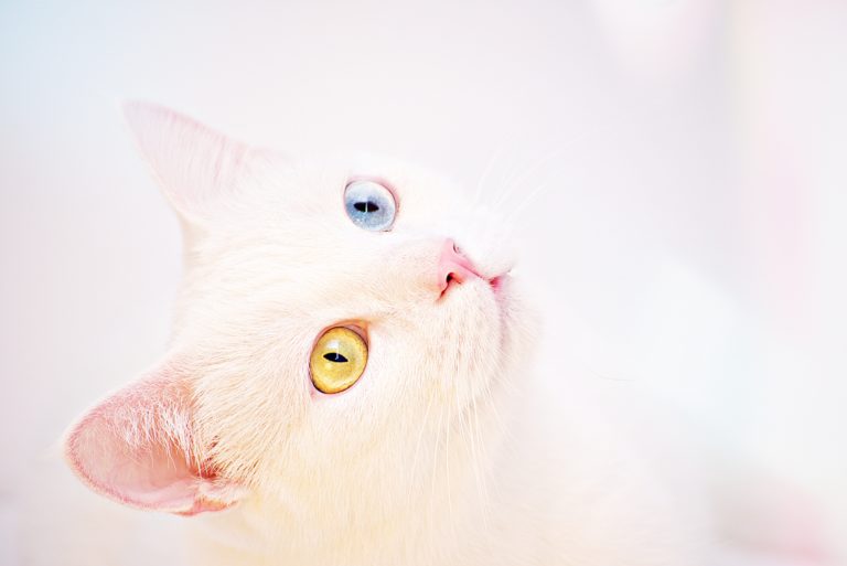 https://www.happypetsvalais.ch/wp-content/uploads/2023/09/pexels-dids-1358845-768x513.jpg